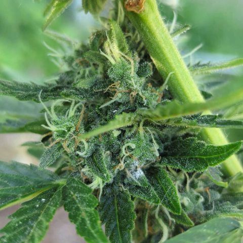 Pineapple Muffin Auto growlog photo: Powdery mildew on multiple buds