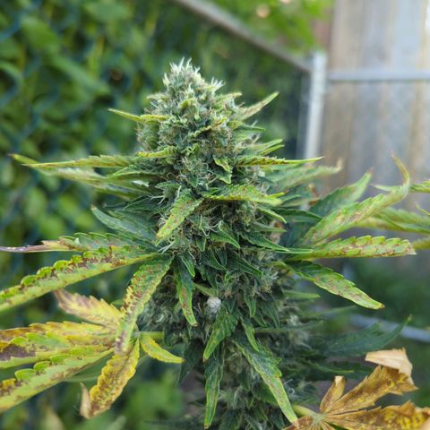 Pineapple Muffin Auto growlog photo: Powdery mildew on multiple buds