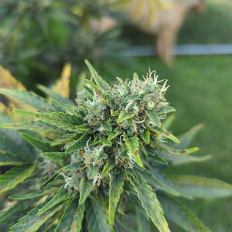 Pineapple Muffin Auto growlog photo: Powdery mildew on multiple buds