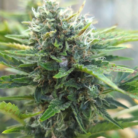 Pineapple Muffin Auto growlog photo: Powdery mildew on multiple buds