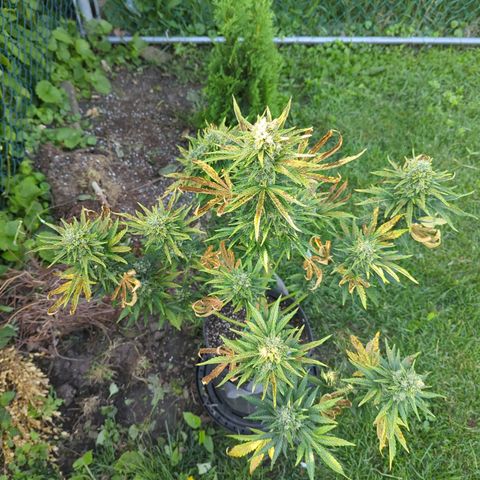 Pineapple Muffin Auto growlog timeline photo