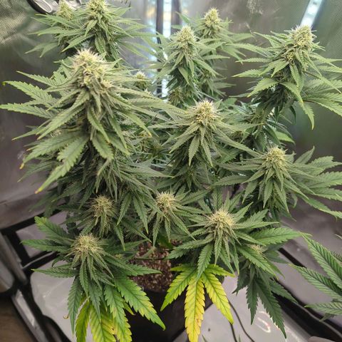 Jack Herer growlog timeline photo