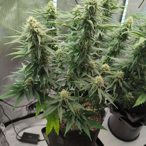 Jack Herer growlog timeline photo