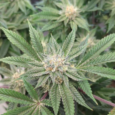 Purple Cherry Punch growlog timeline photo