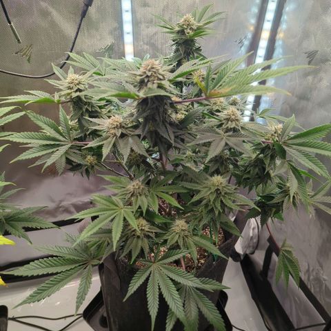 Purple Cherry Punch growlog timeline photo