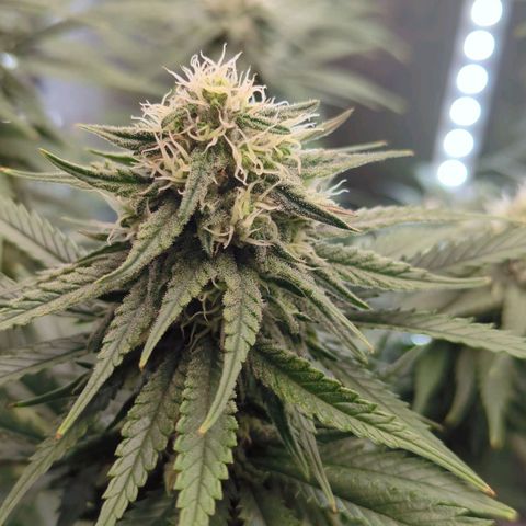Jack Herer growlog timeline photo