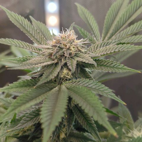 Purple Cherry Punch growlog timeline photo