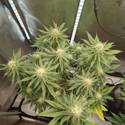 Jack Herer growlog timeline photo