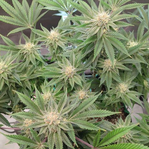 Purple Cherry Punch growlog timeline photo