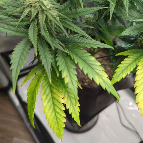 Jack Herer growlog photo: She should have all the N she needs. Monitoring soil pH carefully. 