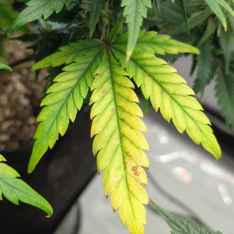 Jack Herer growlog photo: She should have all the N she needs. Monitoring soil pH carefully. 