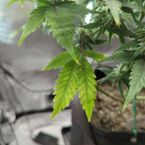 Jack Herer growlog photo: She should have all the N she needs. Monitoring soil pH carefully. 