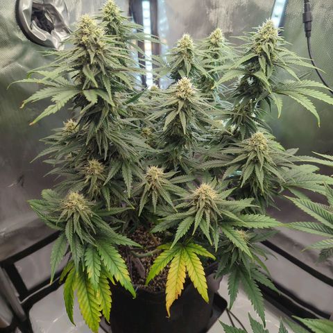 Jack Herer growlog timeline photo