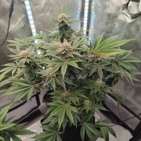 Purple Cherry Punch growlog timeline photo