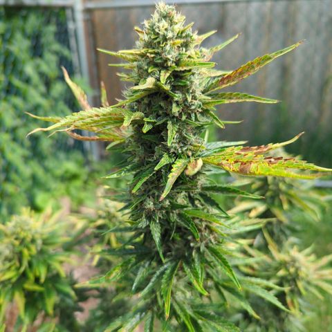 Pineapple Muffin Auto growlog timeline photo