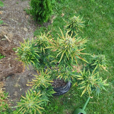 Pineapple Muffin Auto growlog timeline photo