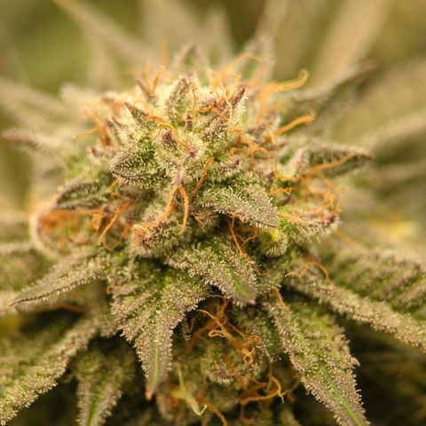 Purple Cherry Punch growlog timeline photo