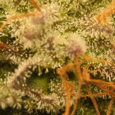 Purple Cherry Punch growlog timeline photo