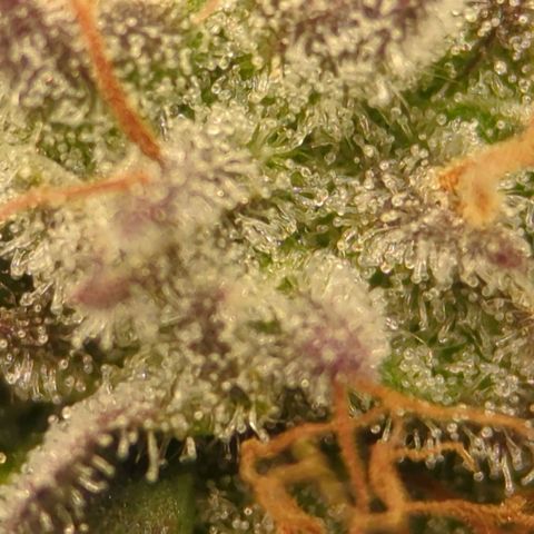 Purple Cherry Punch growlog timeline photo