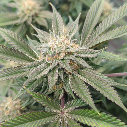 Purple Cherry Punch growlog timeline photo