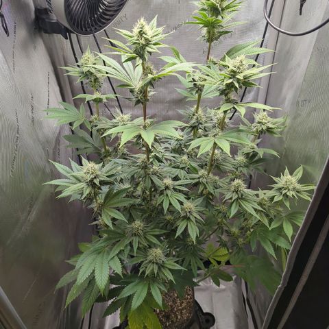 Moon Fog growlog timeline photo