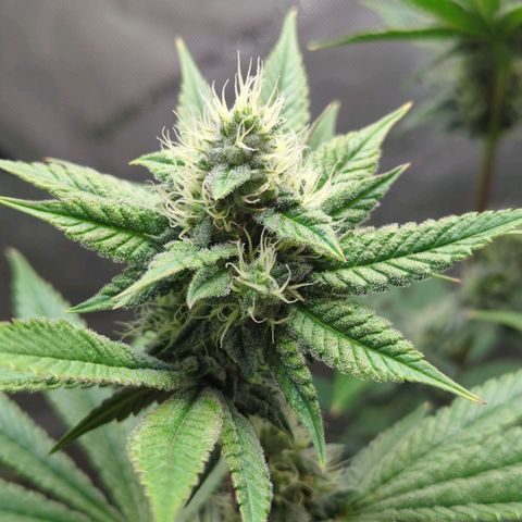 Moon Fog growlog timeline photo