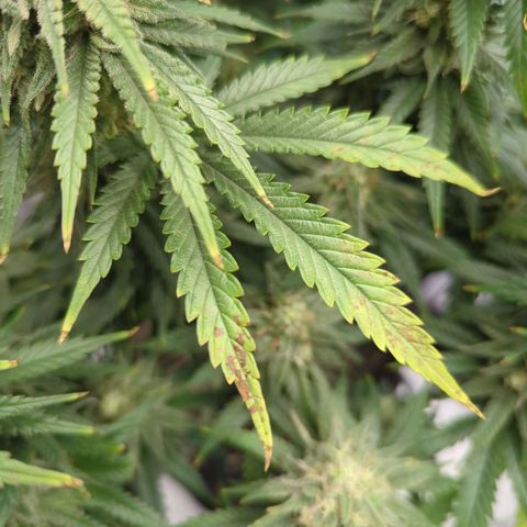Jack Herer growlog timeline photo