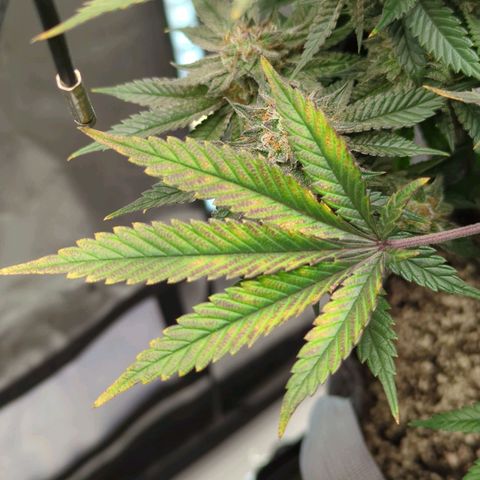 Purple Cherry Punch growlog timeline photo