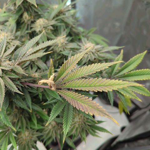 Purple Cherry Punch growlog timeline photo