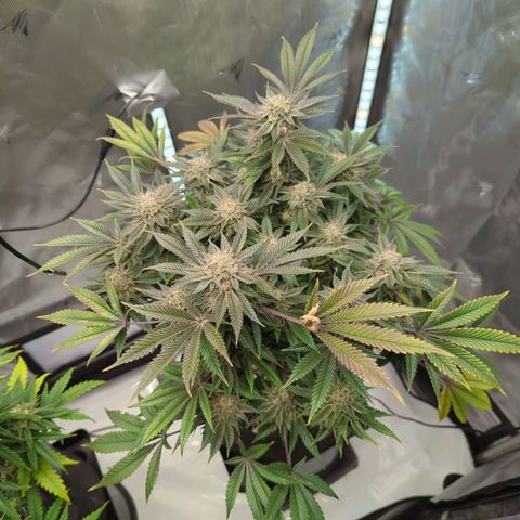 Purple Cherry Punch growlog timeline photo