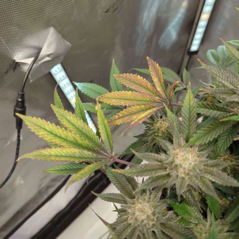 Purple Cherry Punch growlog timeline photo