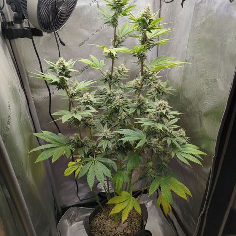 Moon Fog growlog timeline photo