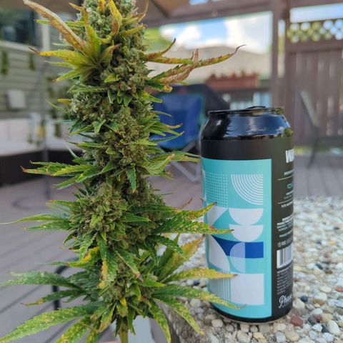 Pineapple Muffin Auto growlog timeline photo