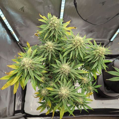 Jack Herer growlog timeline photo