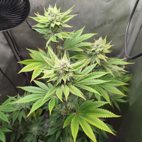 Moon Fog growlog timeline photo