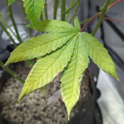 Moon Fog growlog timeline photo