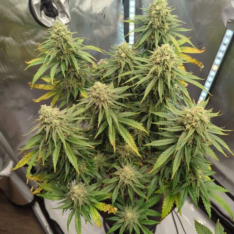 Jack Herer growlog timeline photo