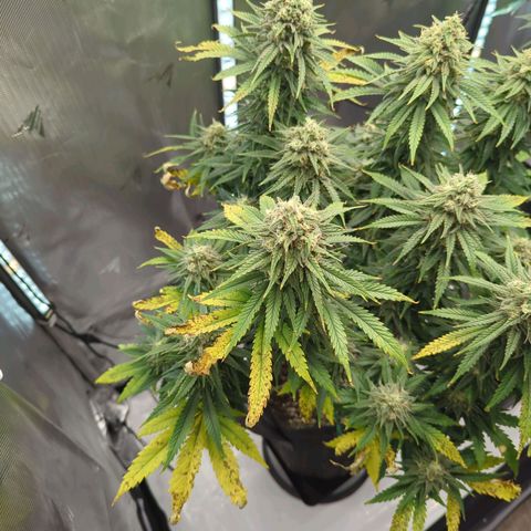 Jack Herer growlog timeline photo