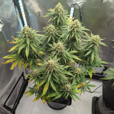 Jack Herer growlog timeline photo