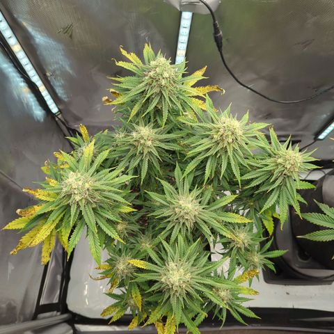 Jack Herer growlog timeline photo