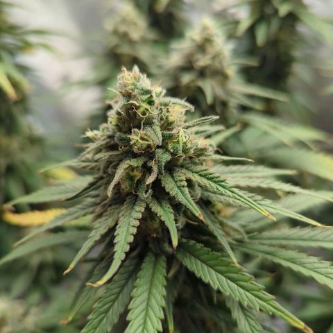 Jack Herer growlog timeline photo