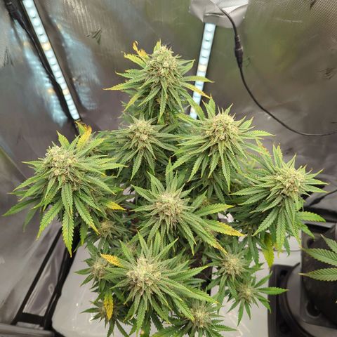 Jack Herer growlog timeline photo