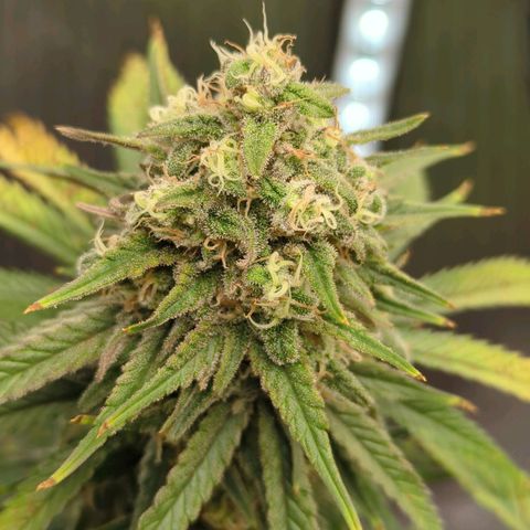 Jack Herer growlog timeline photo