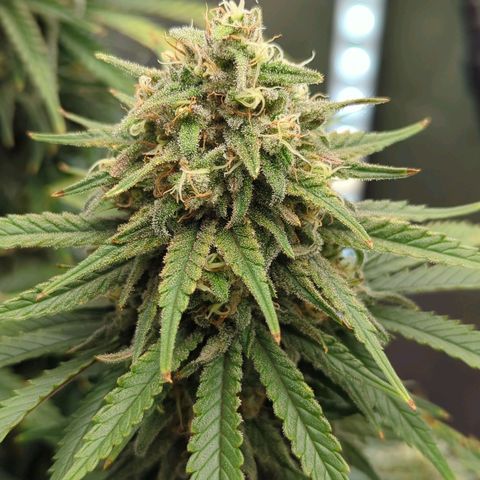 Jack Herer growlog timeline photo