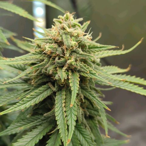 Jack Herer growlog timeline photo