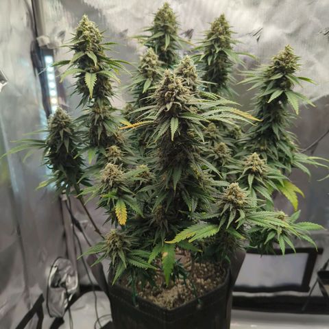 Jack Herer growlog timeline photo