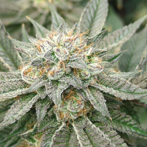 Purple Cherry Punch growlog timeline photo