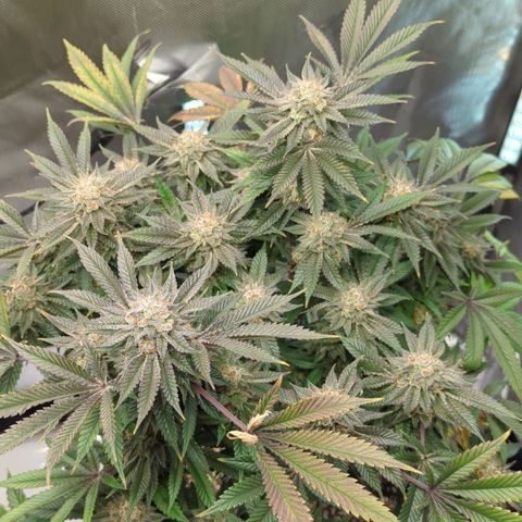 Purple Cherry Punch growlog timeline photo