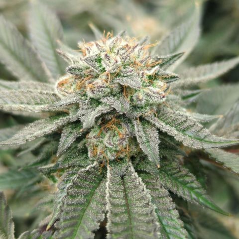 Purple Cherry Punch growlog timeline photo