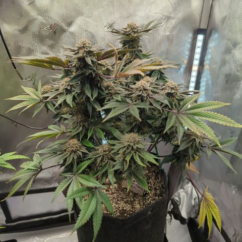 Purple Cherry Punch growlog timeline photo